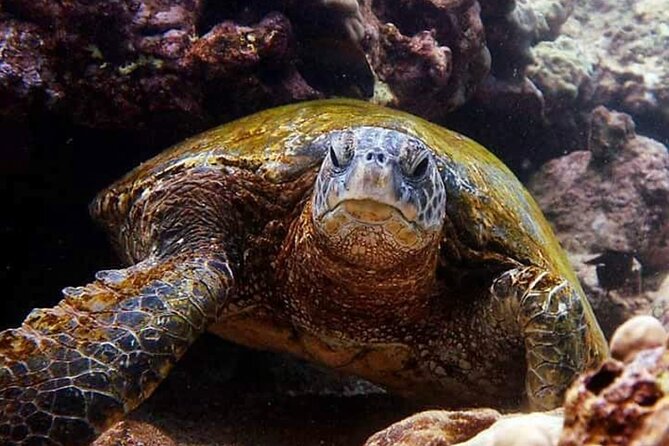 Beach Snorkel - Sea Turtle and Black Sand Lagoon - What the $153.85 price really buys