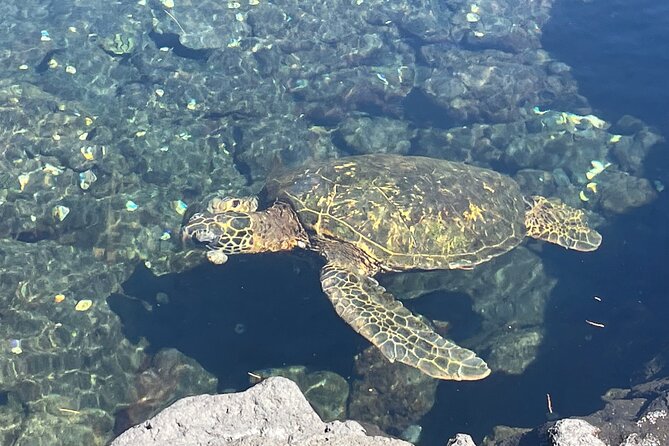 Beach Snorkel - Sea Turtle and Black Sand Lagoon - How this compares with going alone