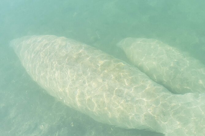 Beginner Friendly Island Snorkeling - Learning to paddle through the mangroves