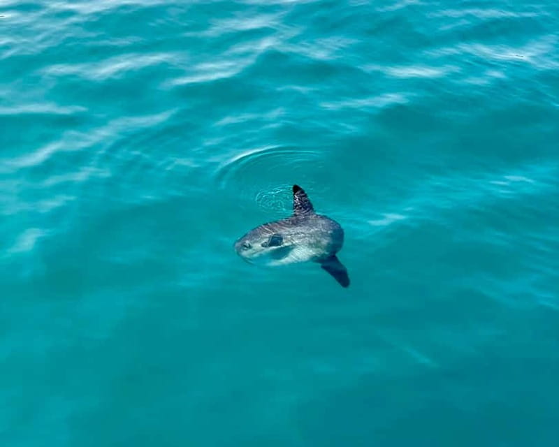 Benalmádena Boat Tour with Snorkeling, Water Slide and Lunch - A small boat with a big menu of activities