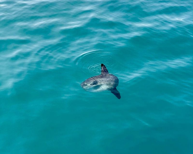 Benalmádena Boat Tour with Snorkeling, Water Slide and Lunch - The 20-foot slide and open-water play