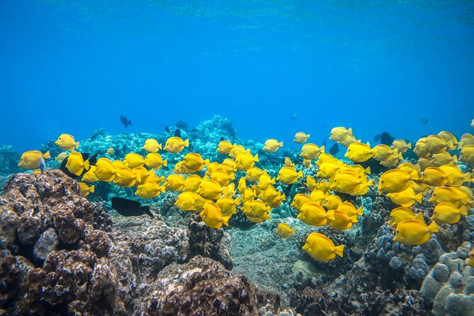 Best Coral Reef Snorkel Tour in Kona - Protected Marine Sanctuary - Quick Takeaways for This Kona Snorkel Trip