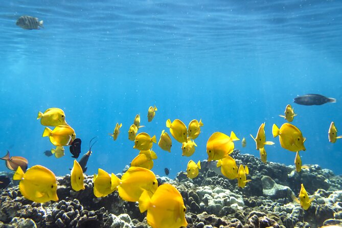 Best Coral Reef Snorkel Tour in Kona - Protected Marine Sanctuary - Leaving Honokohau Harbor for the Bay