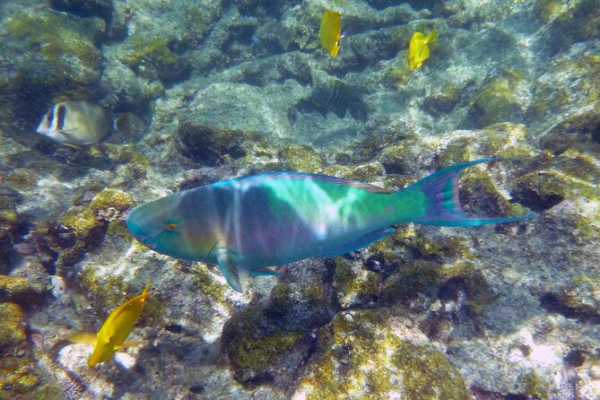 Best Coral Reef Snorkel Tour in Kona - Protected Marine Sanctuary - Dolphins, Whales, and Other Lucky Sightings
