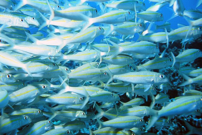 Best Coral Reef Snorkel Tour in Kona - Protected Marine Sanctuary - How Small Is the Group?