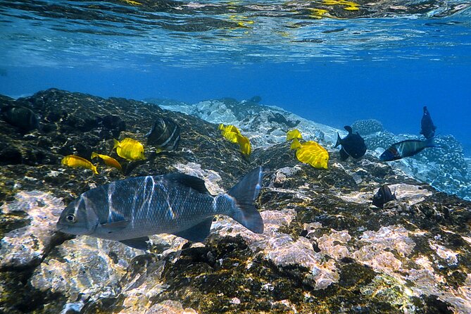Best Coral Reef Snorkel Tour in Kona - Protected Marine Sanctuary - Is $125 a Fair Price?