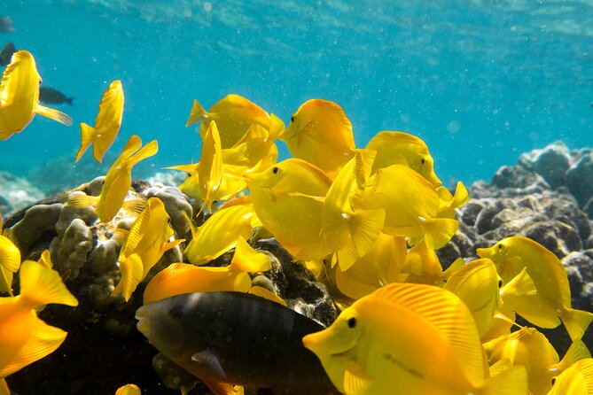 Best Coral Reef Snorkel Tour in Kona - Protected Marine Sanctuary - One Hour Above the Protected Reef