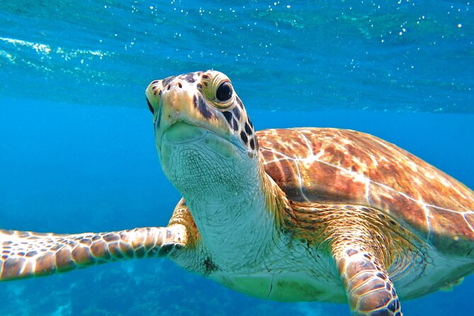 Best of Mangrove Lagoon Kayak, Hike and Snorkel Adventure with Picnic Lunch - A simple lunch and a fair $159 value