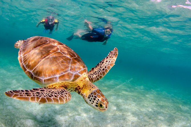 Bestseller! Tulum Private Tour with Turtles and Cenote Snorkeling - Who should book this six-hour adventure?
