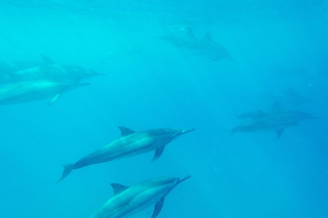 Big Island: Captain Cook Snorkel On A Power Catamaran With Lunch - Is $85 a Good Price for Four Hours?