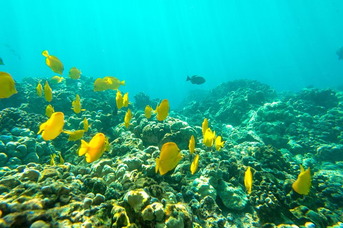 Big Island: Captain Cook Snorkel On A Power Catamaran With Lunch - Practical Tips Before You Go