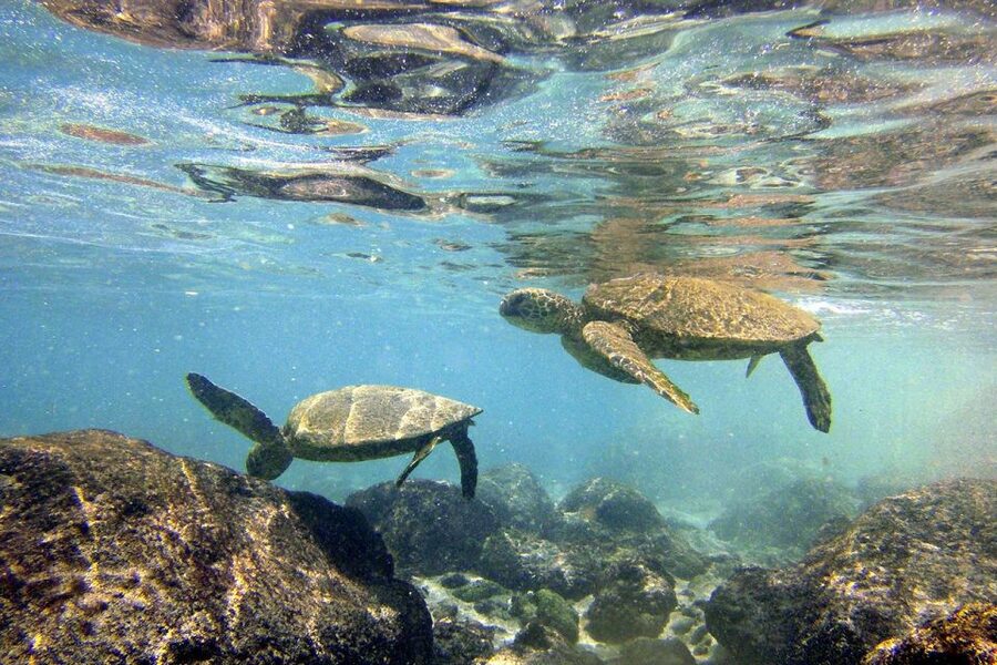 Big Island: Kona Half-Day Boat Tour with Snorkeling & Lunch - Key points to know before booking