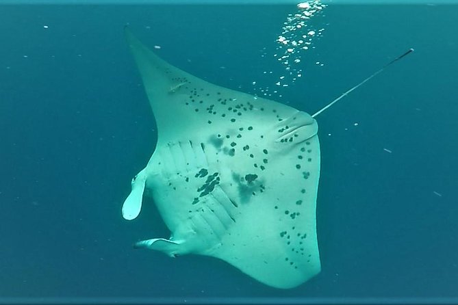 Big Island: Kona Manta Ray Snorkel Tour in Keauhou Harbor - Up to 30 minutes floating with the rays