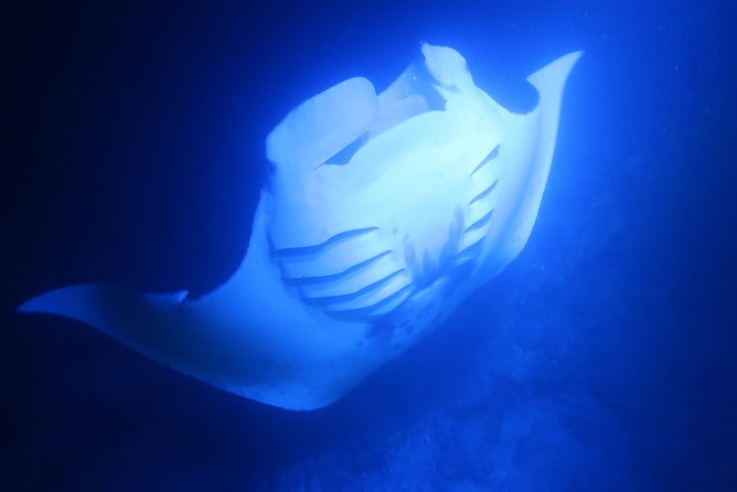 Big Island: Kona Manta Ray Snorkel Tour in Keauhou Harbor - Is the $25 price a good deal?
