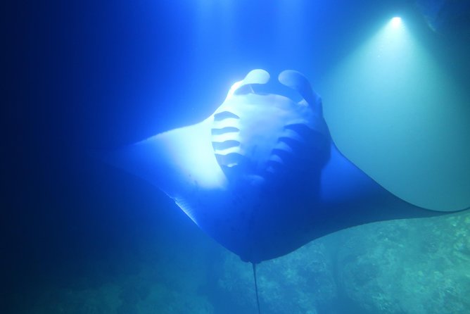 Big Island: Kona Manta Ray Snorkel Tour in Keauhou Harbor - What to bring and how to stay comfortable