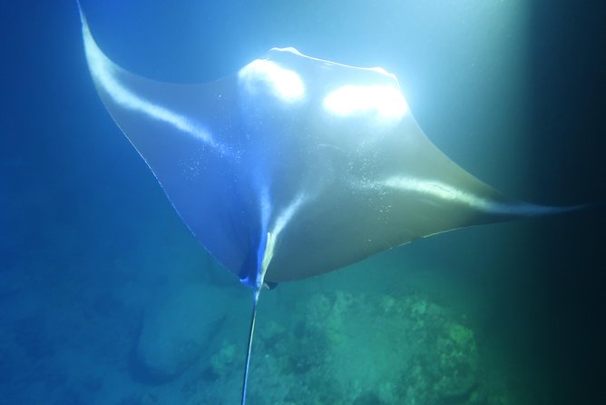 Big Island: Kona Manta Ray Snorkel Tour in Keauhou Harbor - When this tour suits you best