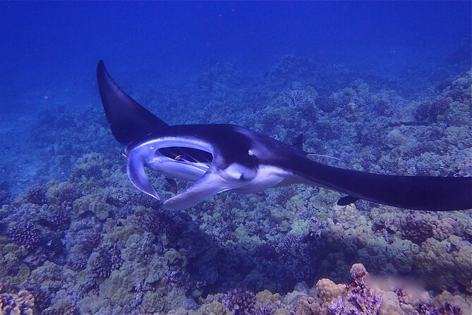 Big Island Manta Ray Night Snorkel - From Keauhou Bay to the sunset cruise
