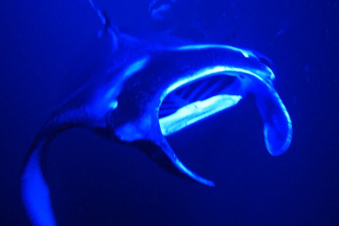 Big Island: Manta Ray Night Snorkeling Adventure in Kailua-Kona - Why this Kona night snorkel is so special