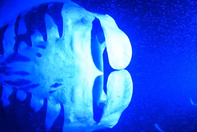 Big Island: Manta Ray Night Snorkeling Adventure in Kailua-Kona - What it feels like at the manta site
