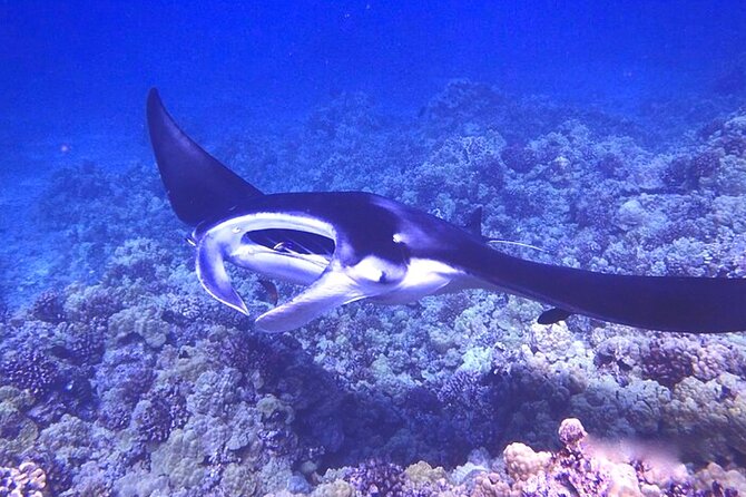 Big Island: Manta Ray Night Snorkeling Adventure in Kailua-Kona - The crew makes a real difference
