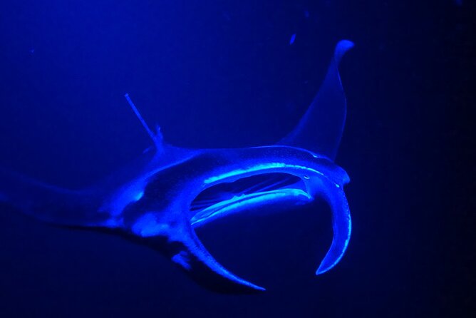 Big Island: Manta Ray Night Snorkeling Adventure in Kailua-Kona - Price and what you receive for $75