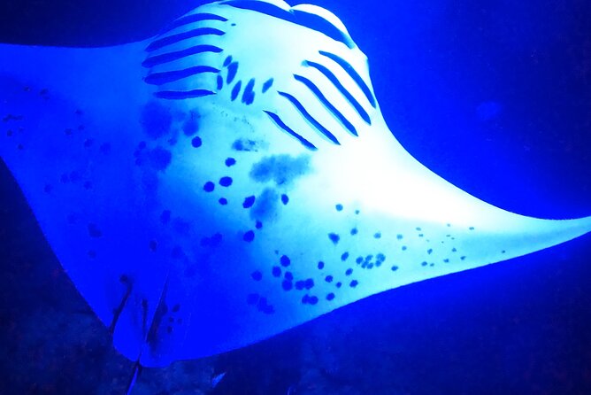Big Island: Manta Ray Night Snorkeling Adventure in Kailua-Kona - Who should book this experience