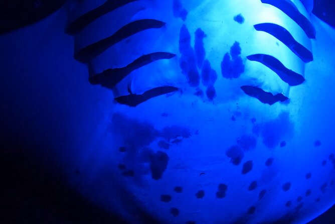 Big Island: Manta Ray Night Snorkeling Adventure in Kailua-Kona - Practical details that can save your evening