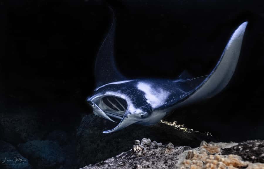 Big Island: Manta Ray Snorkel Boat Tour - Why Kona’s manta rays are worth seeing