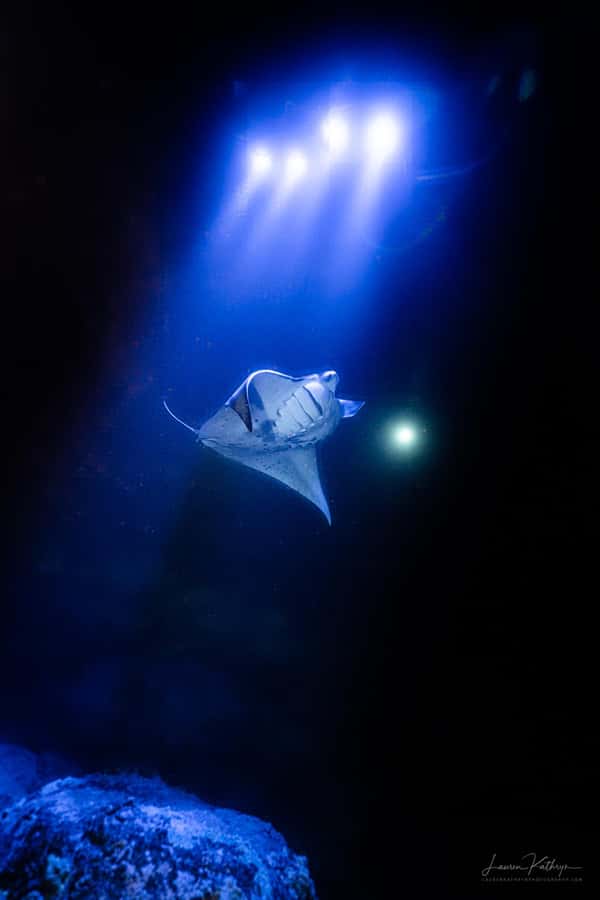 Big Island: Manta Ray Snorkel Boat Tour - Starting at Honokohau Small Boat Harbor