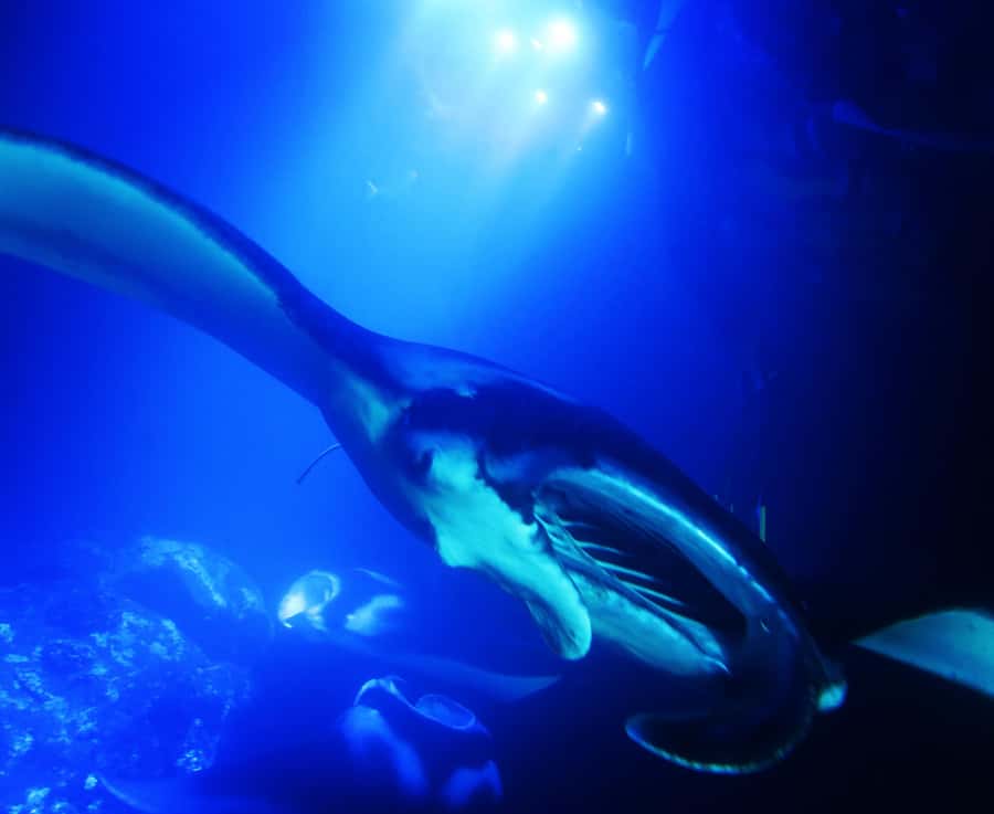 Big Island: Manta Ray Snorkel Boat Tour - The 15 to 25-minute ride from Kona