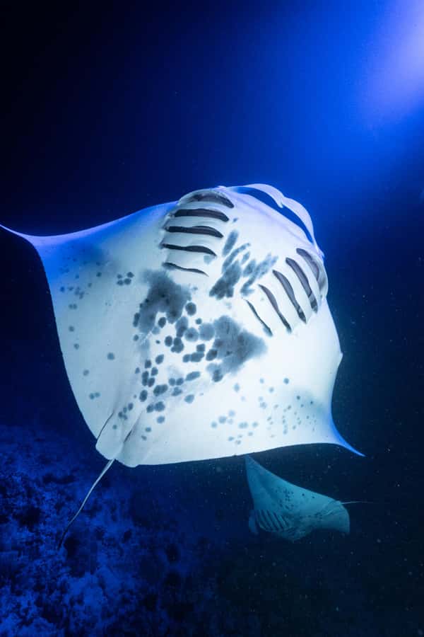 Big Island: Manta Ray Snorkel Boat Tour - Should you book the manta ray snorkel?