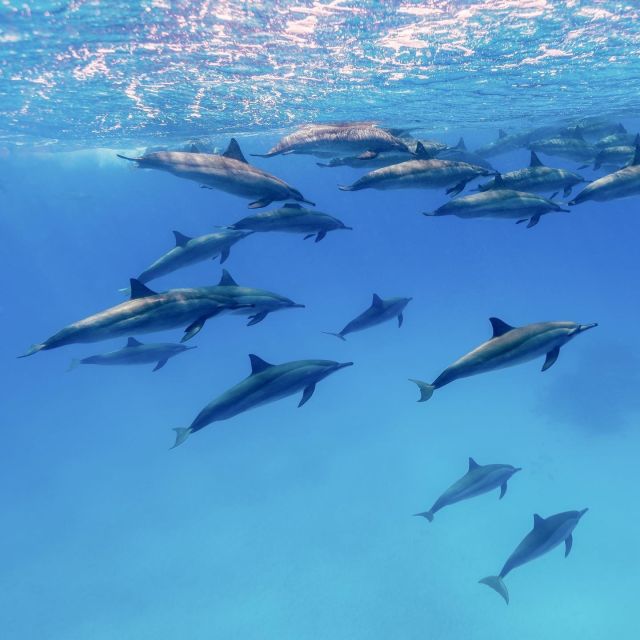 Big Island: Morning Snorkel Sail to Captain Cook's Monument - Who will enjoy this trip most