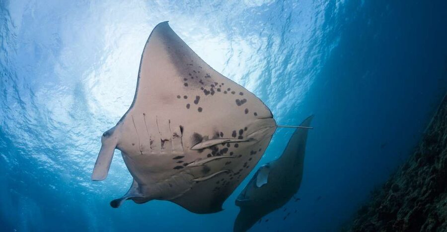 Big Island: Snorkel with Manta Rays - Manta Guarantee - Key points to know before booking