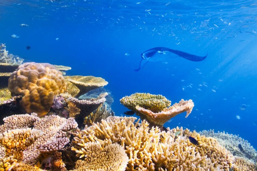 Big Island: Snorkel with Manta Rays - Manta Guarantee - Getting fitted for the water