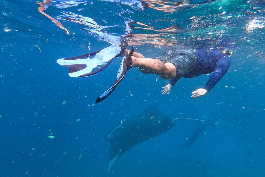 Big Island: Snorkel with Manta Rays - Manta Guarantee - Watching the rays feed below you