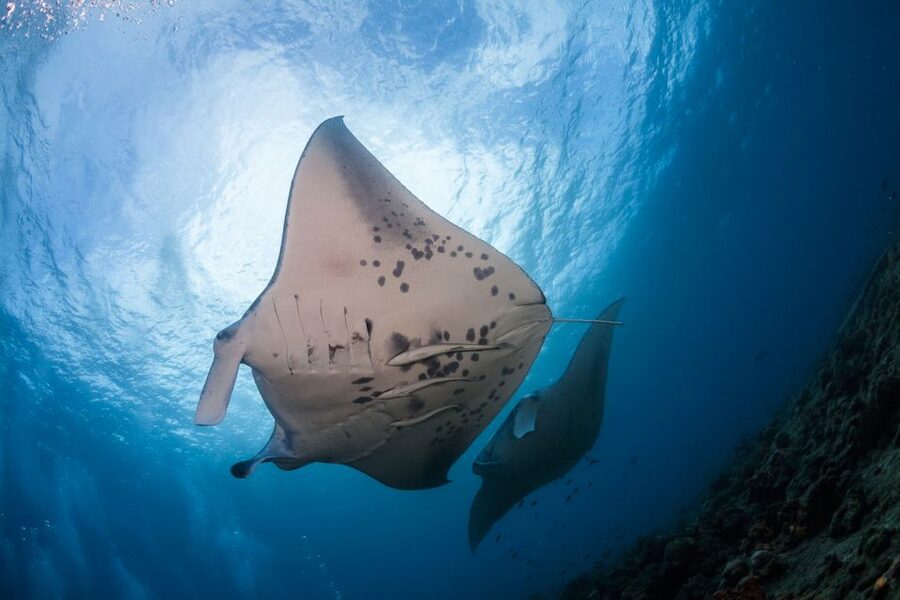 Big Island: Snorkel with Manta Rays - Manta Guarantee - From Keauhou Bay to the HokuNui catamaran