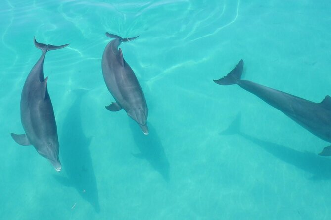 Biologist Owned & Operated: Dolphin Watching & Guided Snorkeling - Snorkeling over sponge gardens, coral heads, and reef