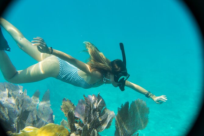 Biologist Owned & Operated: Dolphin Watching & Guided Snorkeling - Watching dolphins without turning them into a show