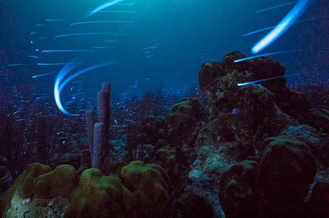 Bioluminescent Night Snorkeling - Entering the water from shore