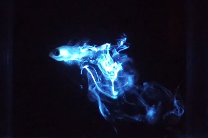 Bioluminescent Night Snorkeling - Jellyfish, darkness, and other practical concerns