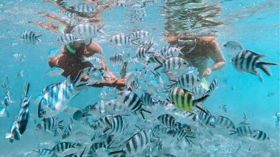 Blue Bay: Blue Bay Glass Bottom Boat Visit and Snorkeling - Forty-five minutes among fish and coral