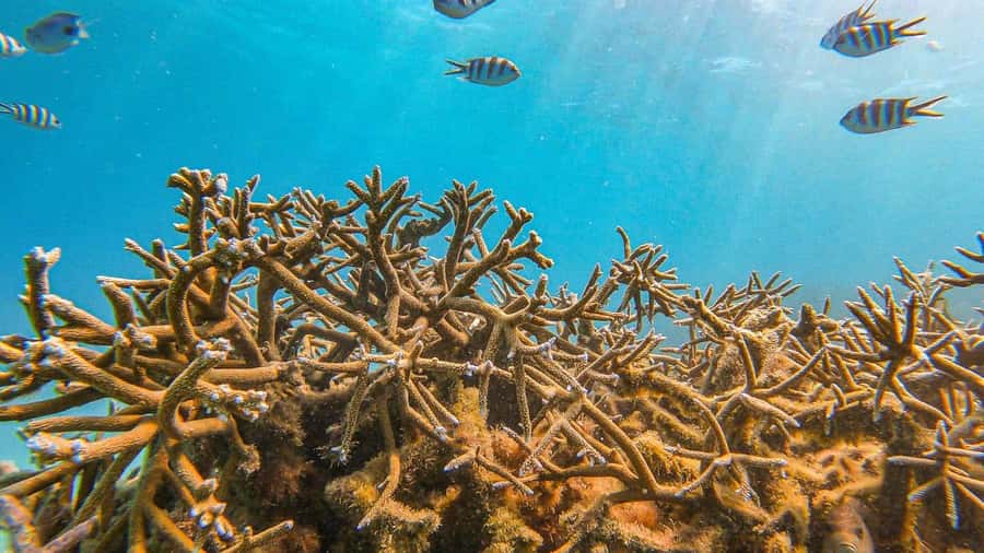 Blue Bay: Blue Bay Glass Bottom Boat Visit and Snorkeling - Coral condition: beautiful fish, imperfect reef