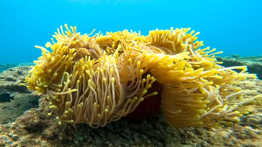 Blue Bay: Blue Bay Glass Bottom Boat Visit and Snorkeling - Is $28 good value?