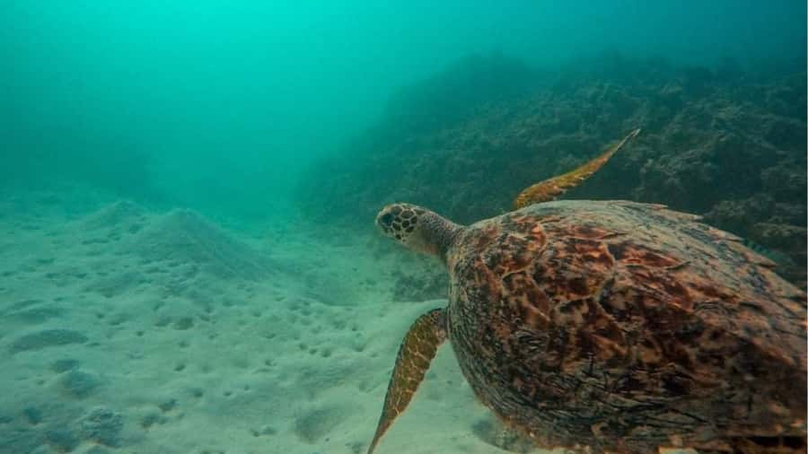 Blue Bay: Blue Bay Glass Bottom Boat Visit and Snorkeling - Practical details that make the trip easier