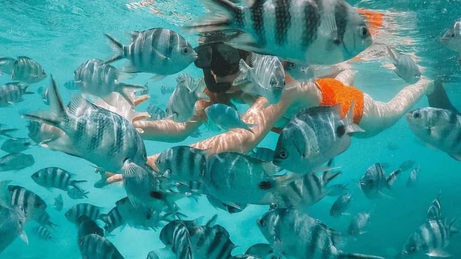 Blue Bay: Blue Bay Glass Bottom Boat Visit and Snorkeling - The glass-bottom view comes first