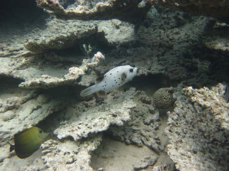 Blue Bay: Half-Day Snorkeling Trip with Creole Picnic Lunch - Guide service and the feel of the trip