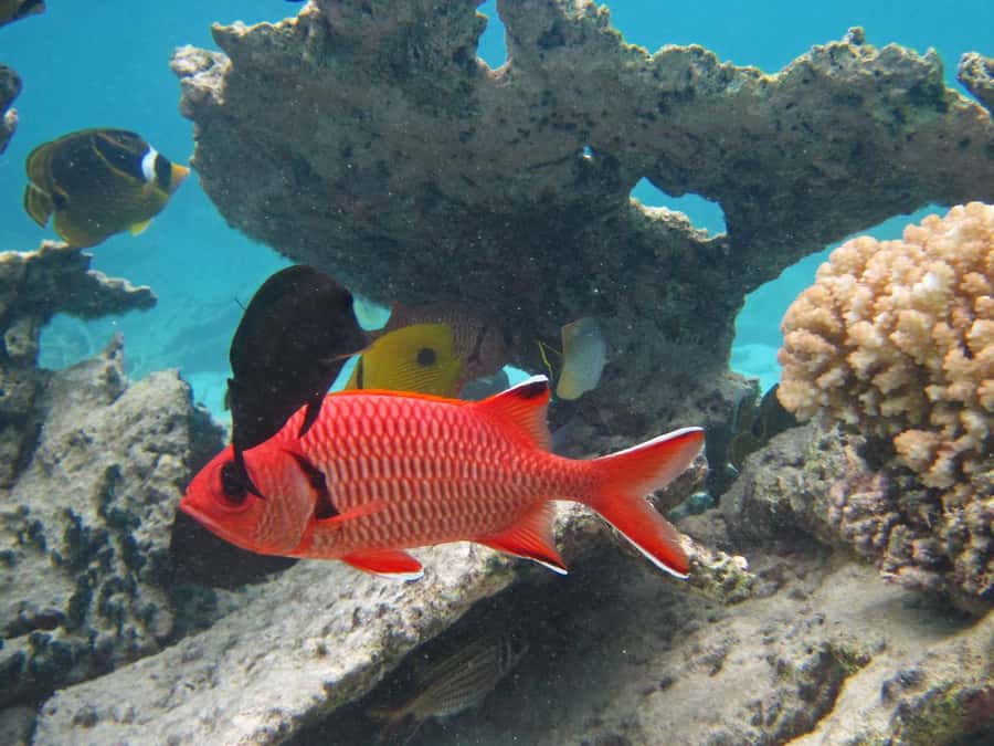 Blue Bay: Half-Day Snorkeling Trip with Creole Picnic Lunch - From Point d’Esny toward the first reef