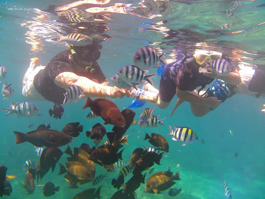 Blue Lagoon and Tanjung Jepun Snorkeling Tour - Blue Lagoon: coral, clear water, and possible turtles