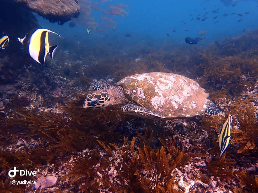 Blue Lagoon and Tanjung Jepun Snorkeling Tour - Equipment, water, showers, and lunch