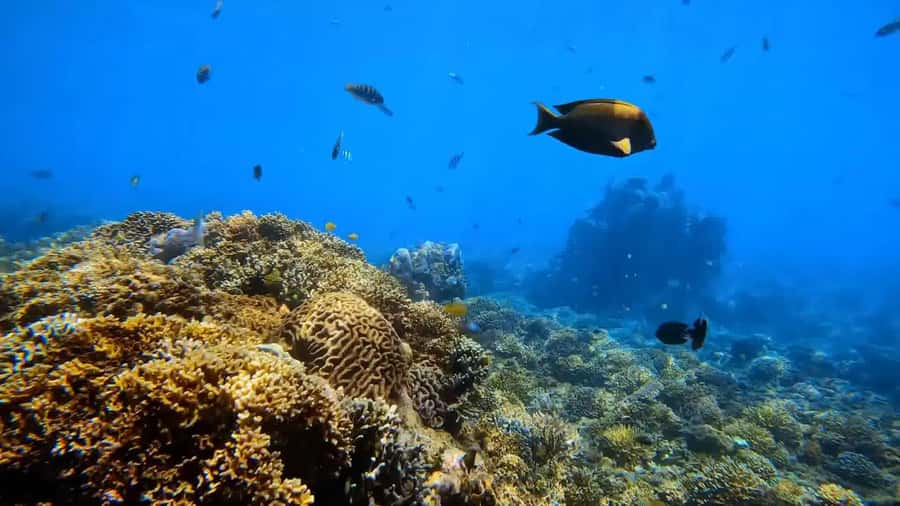 Blue Lagoon and Tanjung Jepun Snorkeling Tour - Who will enjoy this most